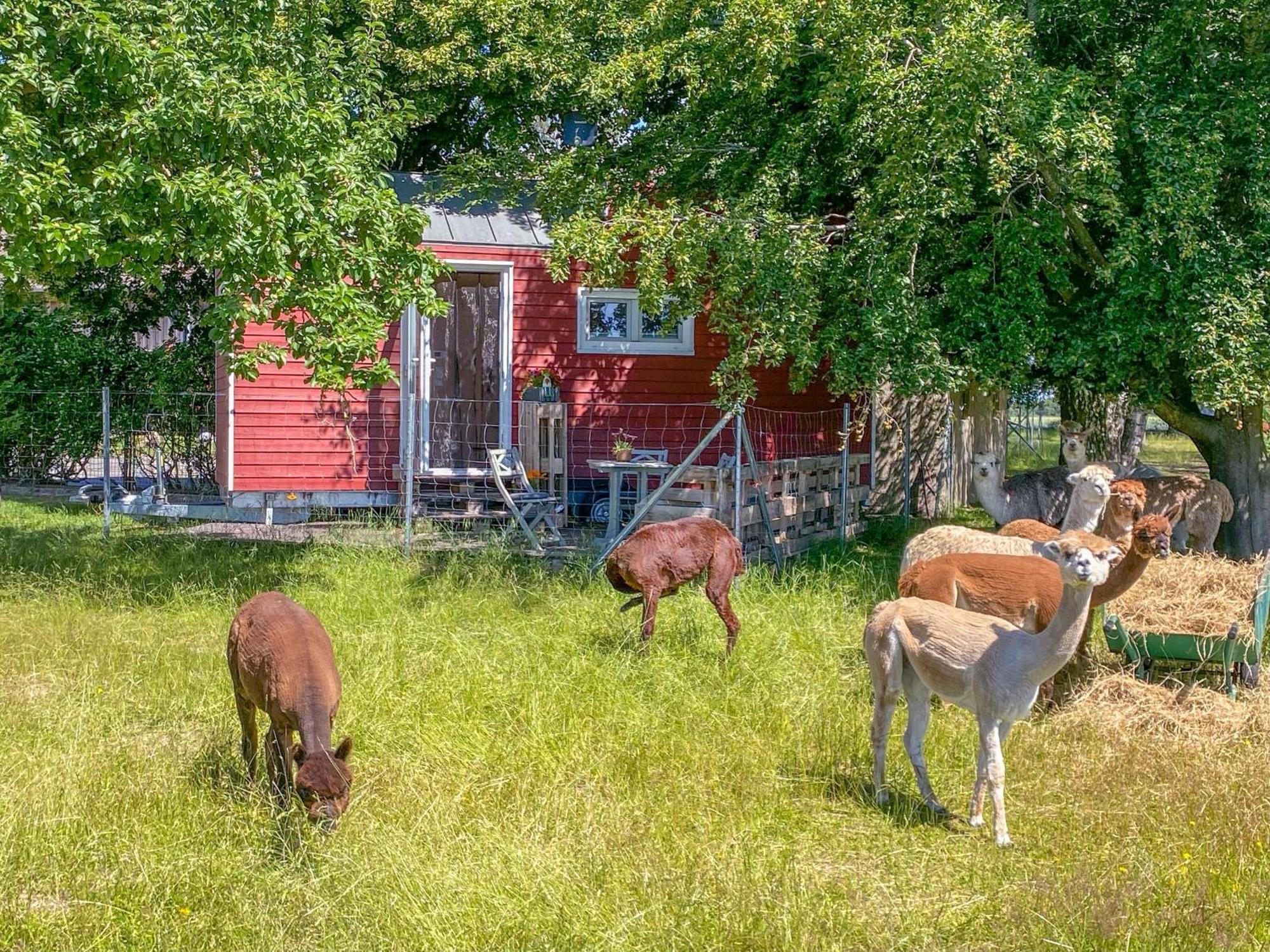 Tiny House Auf Der Alpaka Farm Villa Rubkow Exterior photo